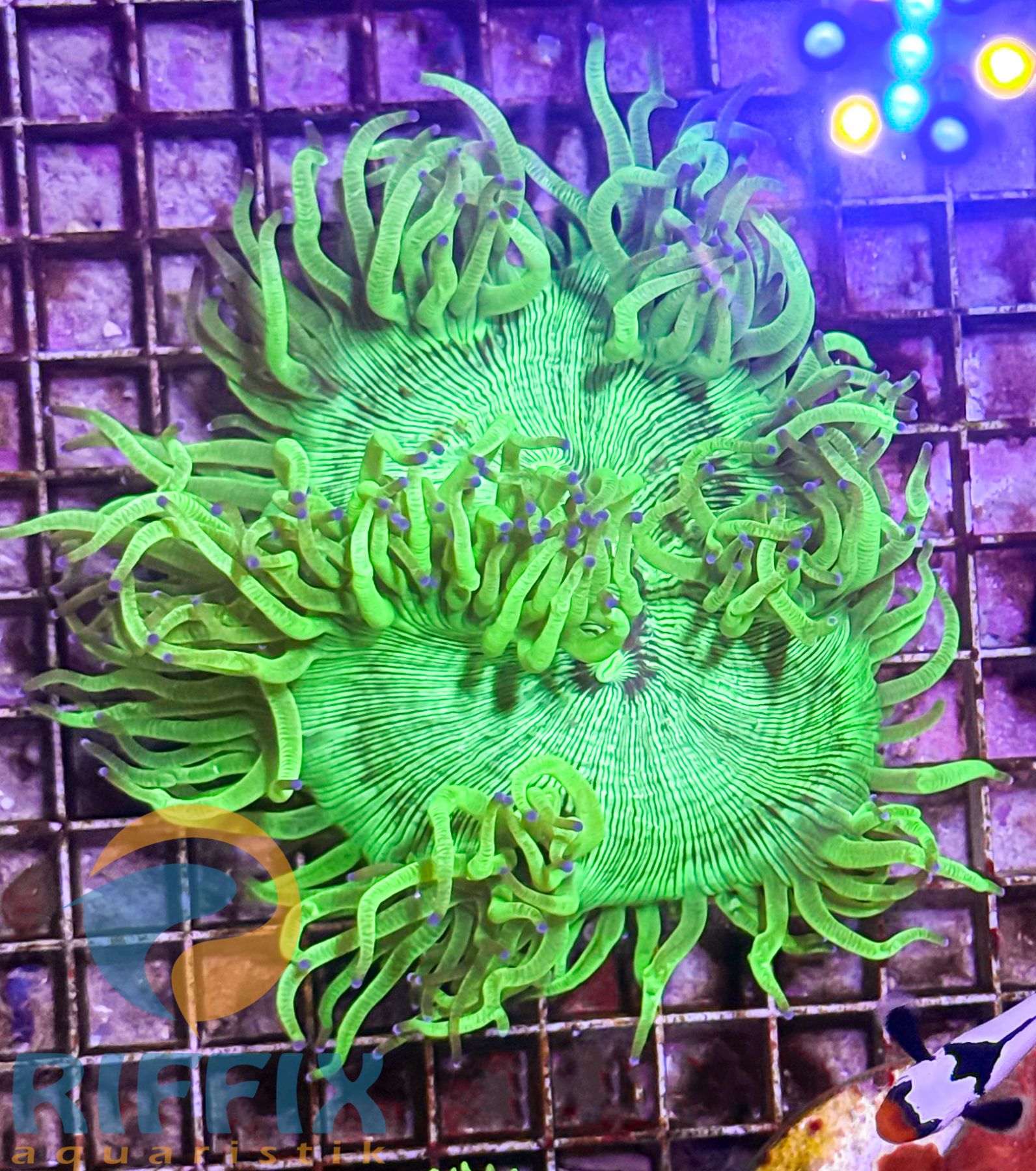 Catalaphyllia jardinei Wunderkoralle (Premium)